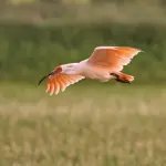 【初心者向け】新潟県・建設業許可の取得方法を動画で行政書士が手引より簡単解説!